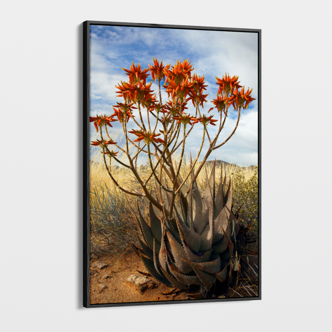 aloe art Canvas Wall Art