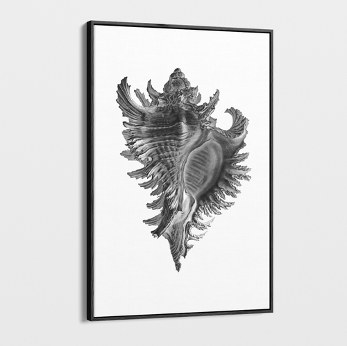 Canvas Wall Art - Photography - Isolated Shell 1 on White