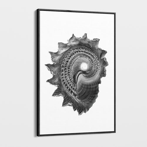 Canvas Wall Art - Photography - Isolated Shell 2 on White