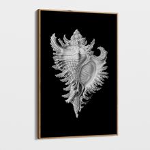 Load image into Gallery viewer, Canvas Wall Art - Photography - Isolated Shell 1 on Black