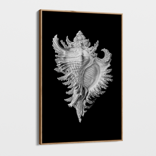 Canvas Wall Art - Photography - Isolated Shell 1 on Black