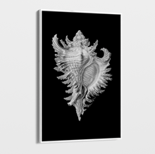 Load image into Gallery viewer, Canvas Wall Art - Photography - Isolated Shell 1 on Black