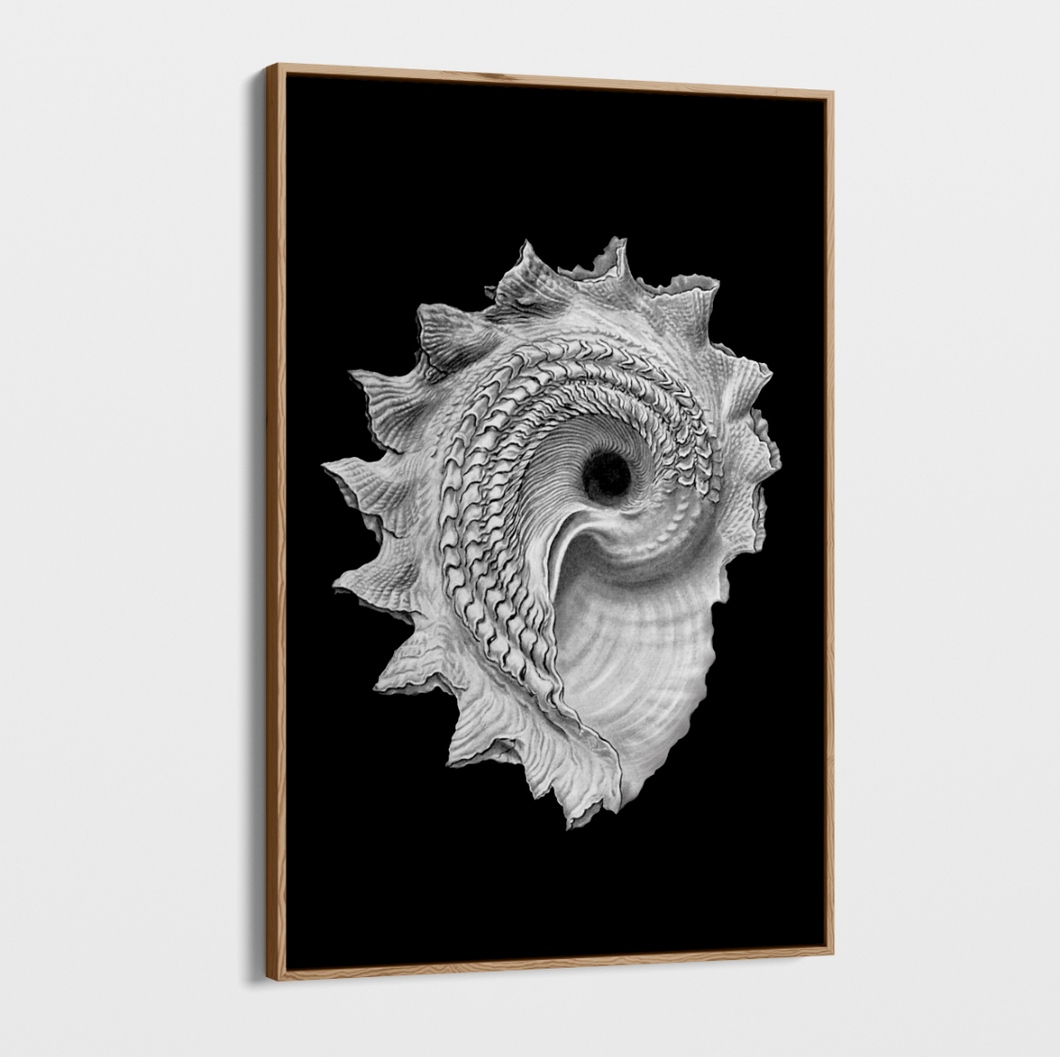 Canvas Wall Art - Photography - Isolated Shell 2 on Black
