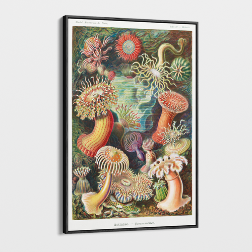 Canvas Wall Art - Vintage Ernst Haeckel Illustration - 