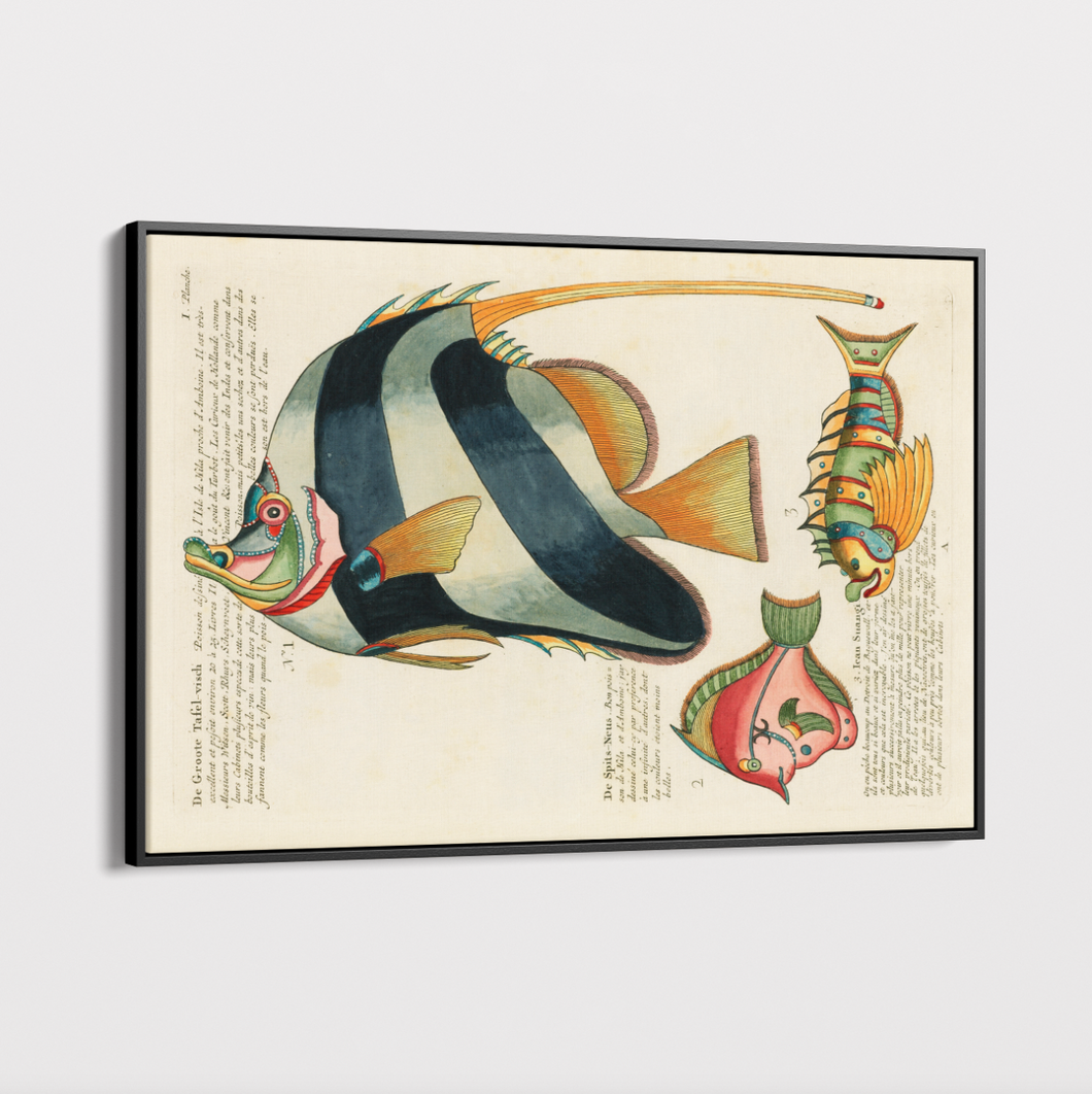 Canvas Wall Art - Vintage Illustration - Fish