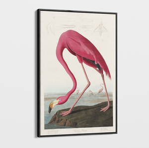 Canvas Wall Art - Vintage Illustration - Flamingo
