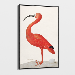Canvas Wall Art - Vintage Illustration - Flamingo 2