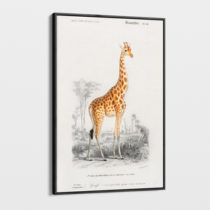 Canvas Wall Art - Vintage Illustration - Giraffe