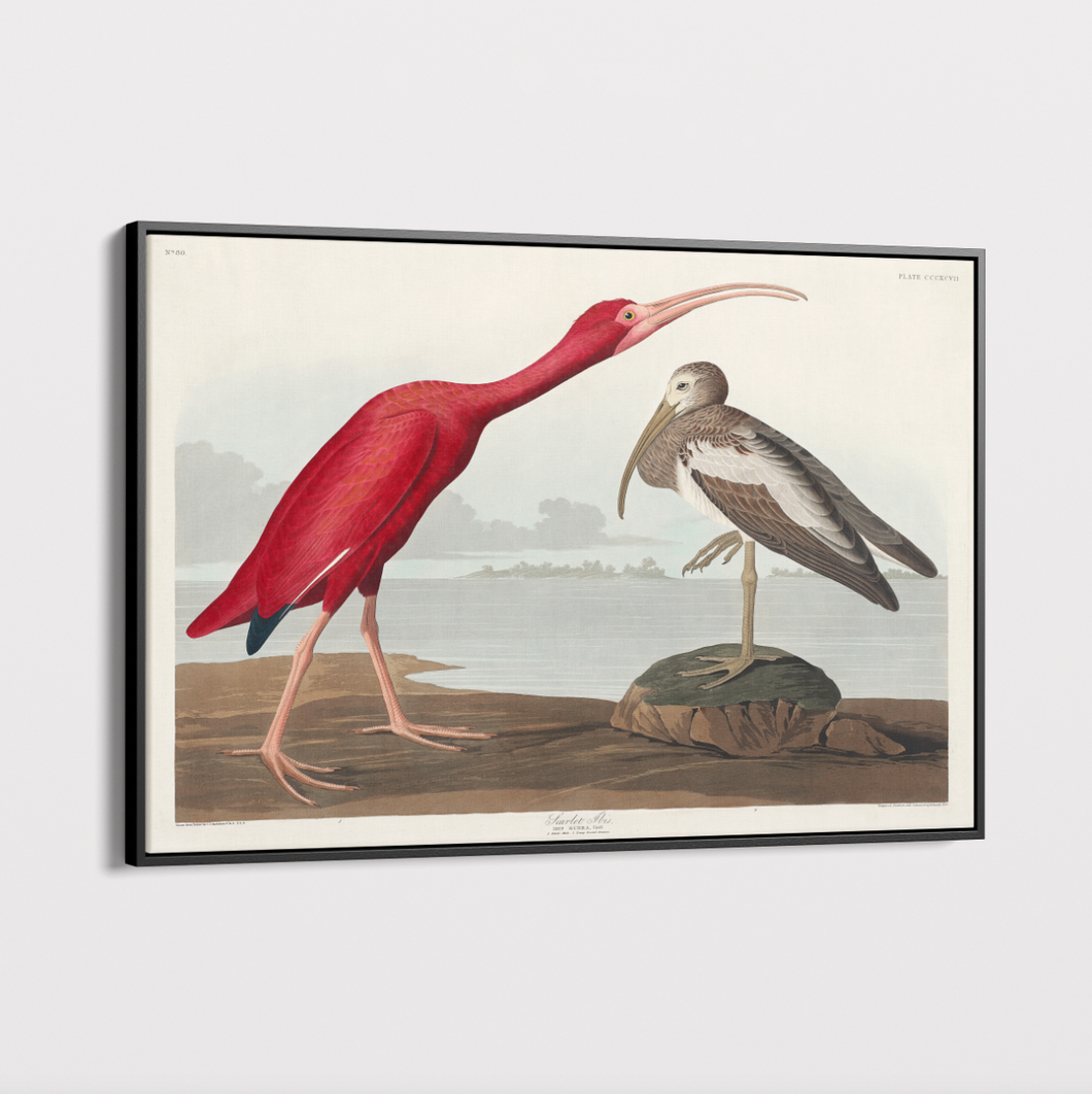 Canvas Wall Art - Vintage Illustration - Ibis