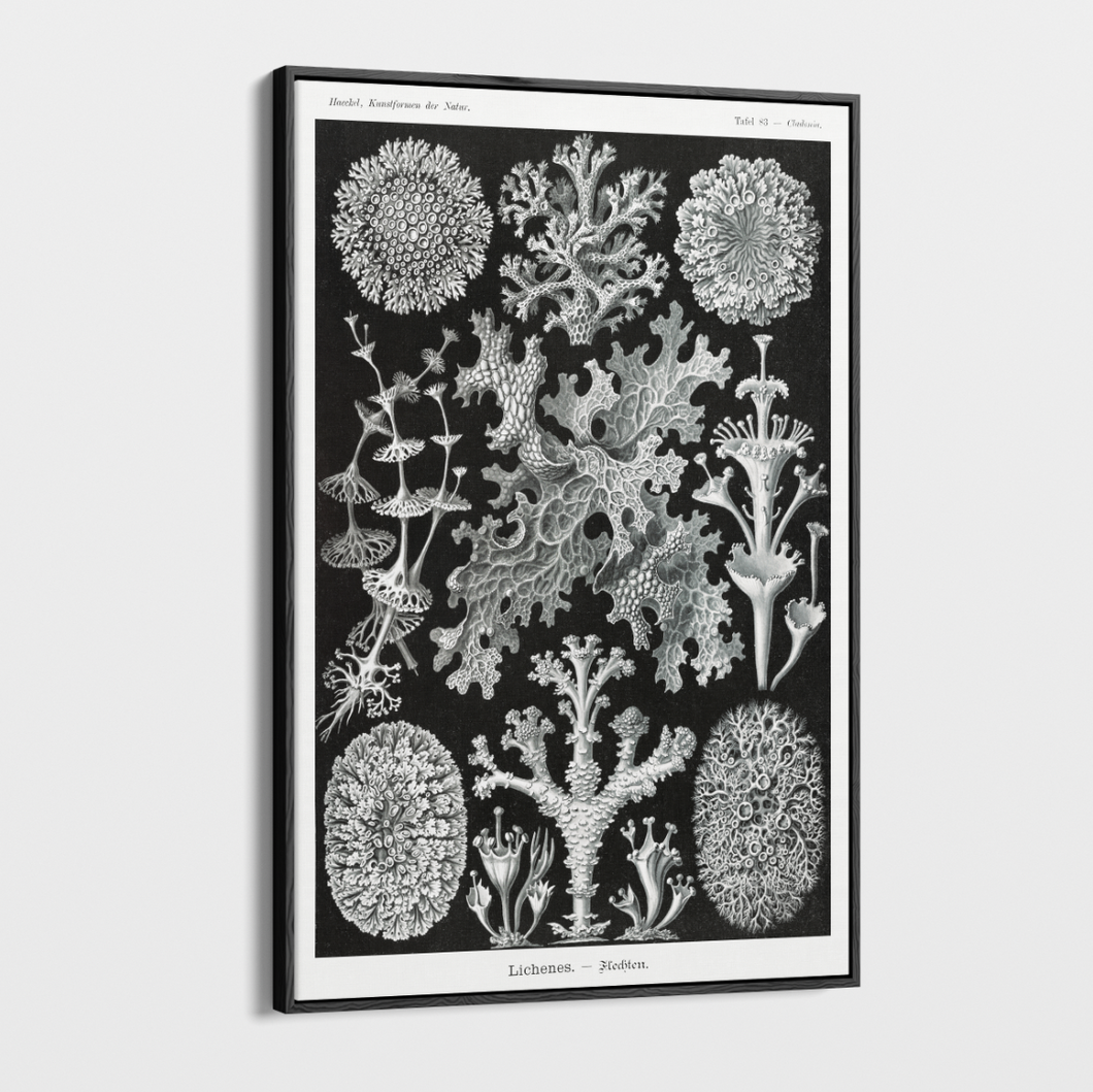 Canvas Wall Art - Vintage Ernst Haeckel Illustration - 