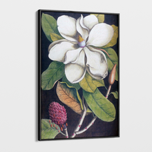 Load image into Gallery viewer, Canvas Wall Art - Vintage Illustration - Magnolia 2