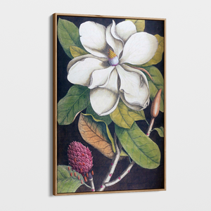 Canvas Wall Art - Vintage Illustration - Magnolia 2