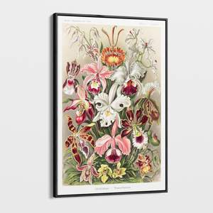 Canvas Wall Art - Vintage Ernst Haeckel Illustration - "Orchideae"
