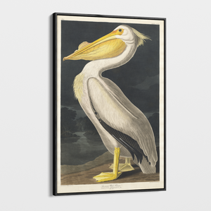 Canvas Wall Art - Vintage Illustration - Pelican 1