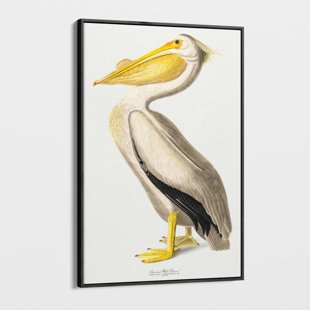 Canvas Wall Art - Vintage Illustration - Pelican 2