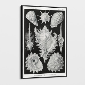 Canvas Wall Art - Vintage Ernst Haeckel Illustration - "Prosobranchia"