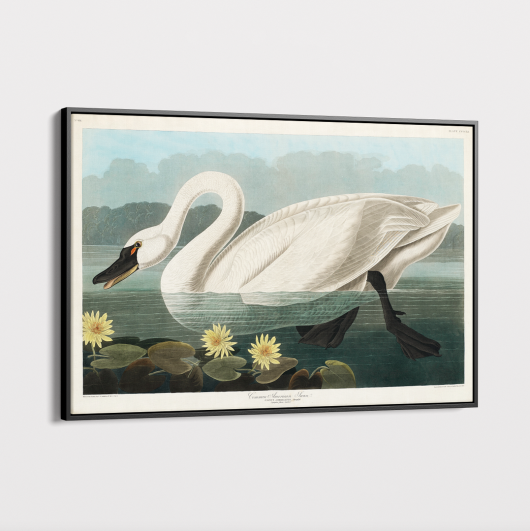 Canvas Wall Art - Vintage Illustration - Swan