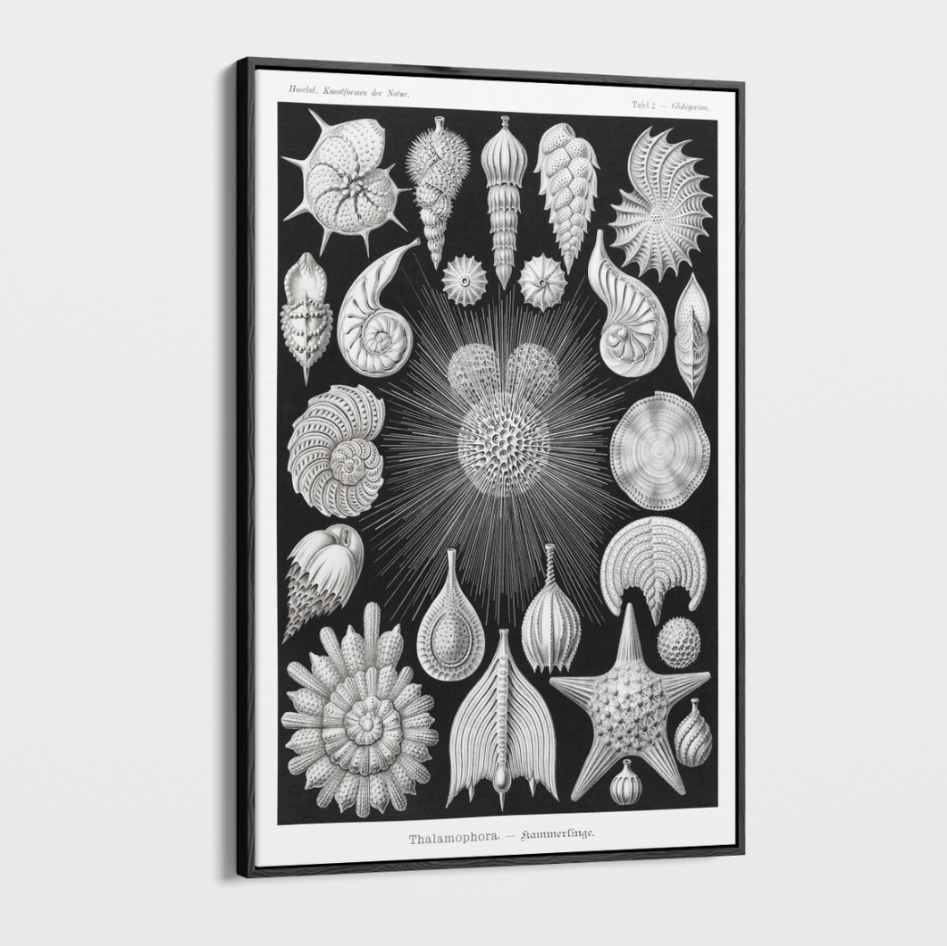 Canvas Wall Art - Vintage Ernst Haeckel Illustration - 