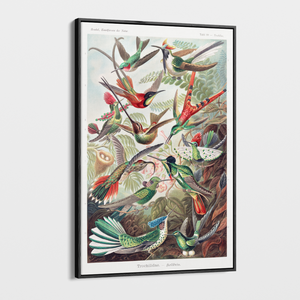 Canvas Wall Art - Vintage Ernst Haeckel Illustration - "Trochilidae"