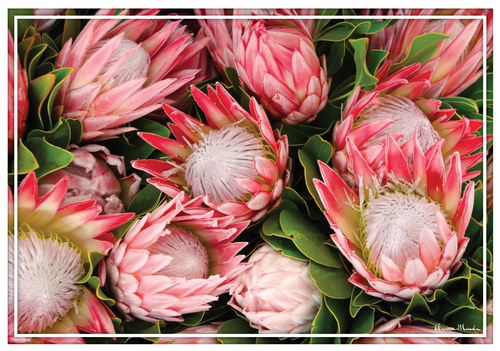 Vinyl Placemats - Set of 4 - Protea 3