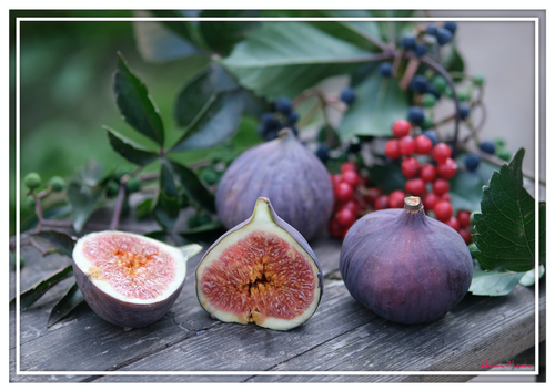 Vinyl Placemats - Set of 4 - Purple Figs