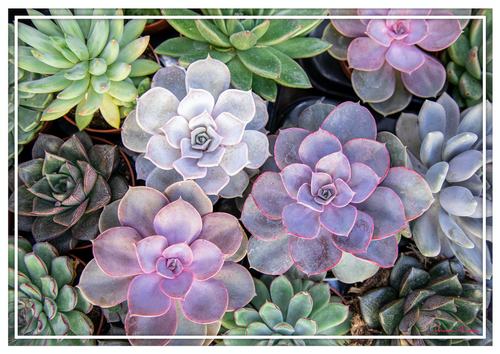 Vinyl Placemats - Set of 4 - Succulents 1