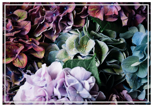 Vinyl Placemats - Set of 4 - Hydrangeas