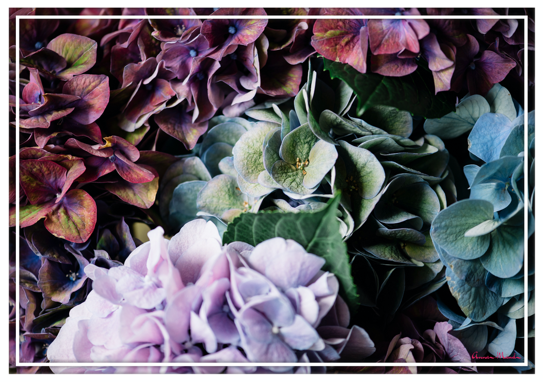 Vinyl Placemats - Set of 4 - Hydrangeas