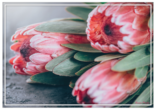 Vinyl Placemats - Set of 4 - Protea 5