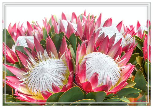 Vinyl Placemats - Set of 4 - Protea 7