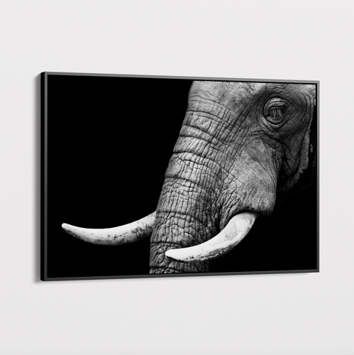 Canvas Wall Art - Wildlife - Elephant 2