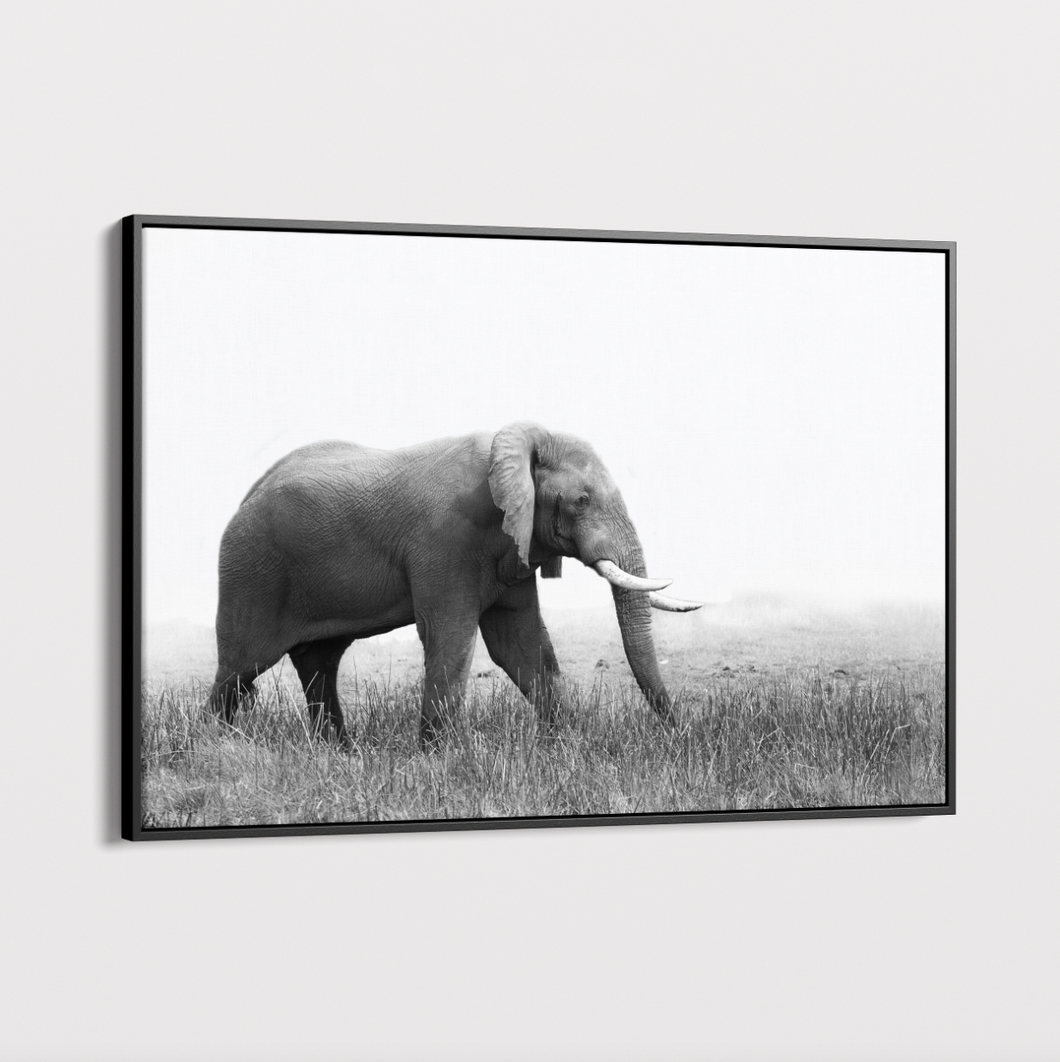 Canvas Wall Art - Wildlife - Elephant 5
