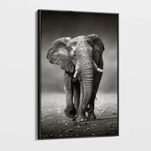 Canvas Wall Art - Wildlife - Elephant 6