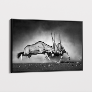 Canvas Wall Art - Oryx