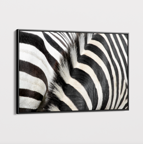 Canvas Wall Art - Zebra 5